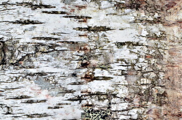 Natural birch bark background. Birch bark natural texture background