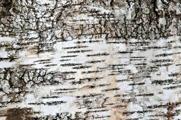 Natural birch bark background. Birch bark natural texture background