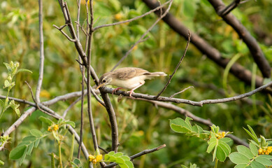  bird nature photography