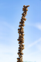 Verbascum giganteum or thapsus (great mullein, common mullein) is a species of the scrofulariaceae family. Biennial herb,without branches,erect from 100-150 cm and with a basal rosette of large leaves