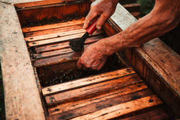 a man works in an apiary with tools near the beehive with honey and bees 7