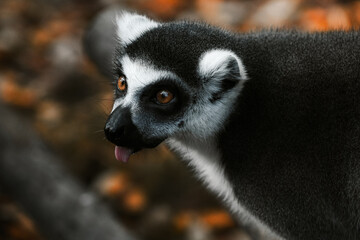 ring lemur