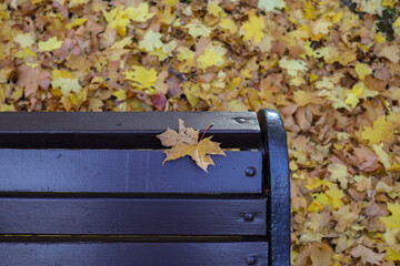 Maple leaf on the bench. Bench against a background of bright yellow foliage. blurred background from leaves.