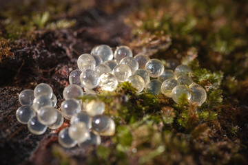 Leopard slug eggs on a wet wooden stump / egg cluster of the Limax maximus