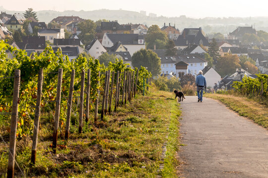 A Man And His Dog Walk Past A Grapevine Plantation In The German Wine-making Town Of Rüdesheim Am Rhein