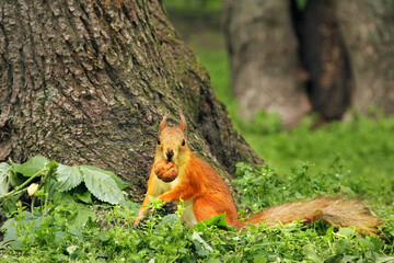 A squirrel with a nut looks into the camera. Beautiful red squirrel in the park