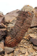 Copiapoa columna-alba in its natural habitat in the Pan de Azucar ecological reserve. Atacama Region, northern Chile, South America