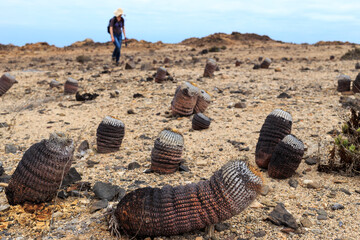 A tourist in the background hikes among a large number of cacti in the Pan de Azucar ecological...