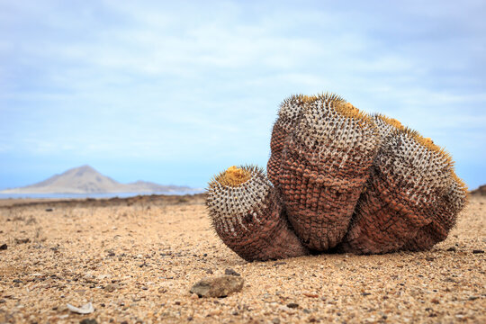 Cacti from the Copiapoa family in their natural habitat, in the Pan de Azucar ecological reserve. Atacama Region, northern Chile, South America