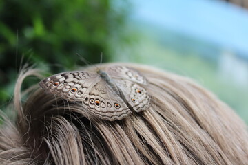 close up of a butterfly