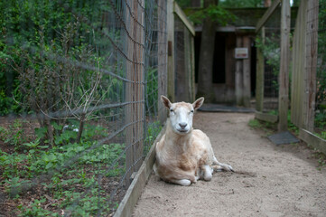 Sheep Along Fence