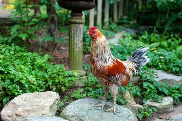Chicken in Garden