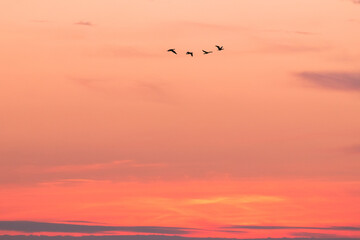 fliegende Gänse am roten Abendhimmel