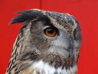 An eagle owl living in a zoo.