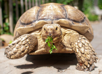 Tortoise Eating Parsley