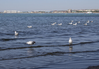 A cluster of gulls on the sea near the town beach