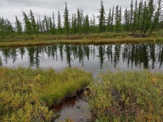 Obraz premium lake in the forest