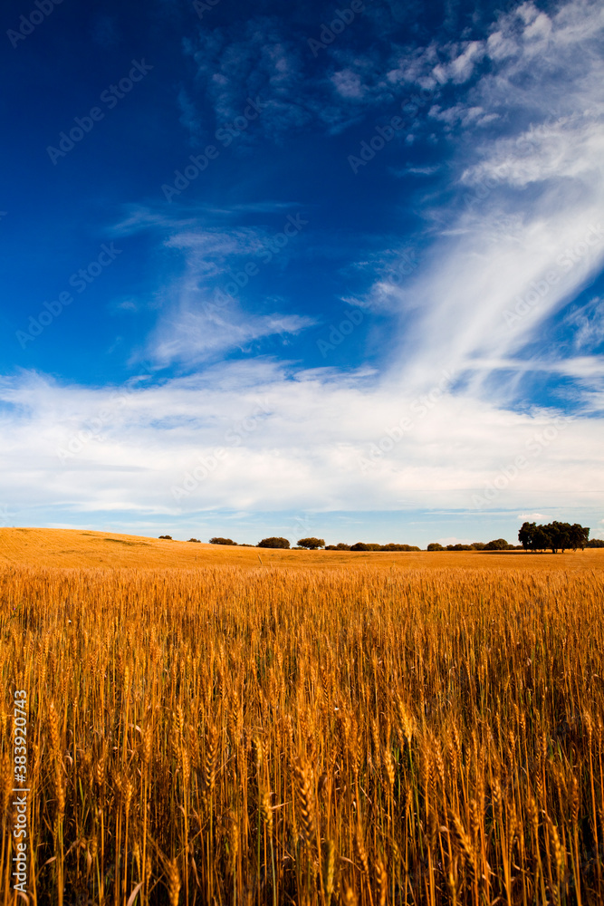 Canvas Prints yellow wheat field