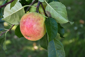 Almost matured redish apple