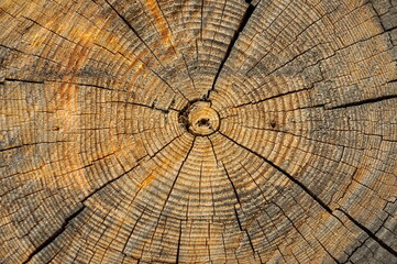 Tree trunk cross section with annual rings — Stock Image