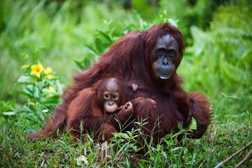 Female the orangutan with the kid on a grass. © Yay Images