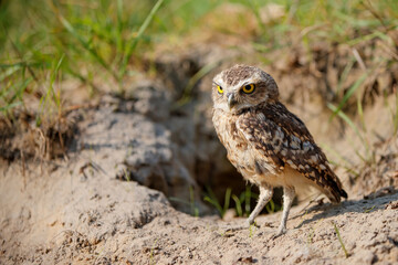Burrowing owl (Athene cunicularia) standing in front of his hole in the Netherlands