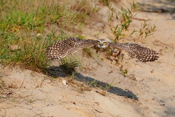 Burrowing owl (Athene cunicularia) flying in the Netherlands