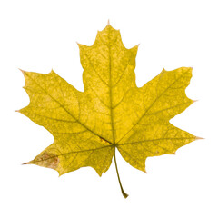 Yellow maple leaf on white isolated background.