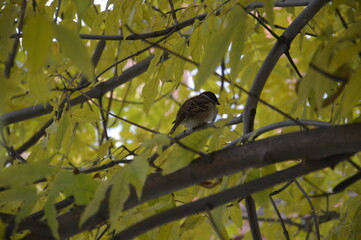 bird on a branch