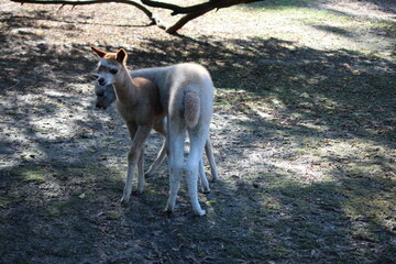 Fototapeta premium Young alpacas playing with each other