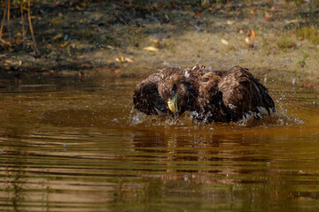 White Tailed Eagle (Haliaeetus albicilla) taking a bath in a small lake in the Netherlands