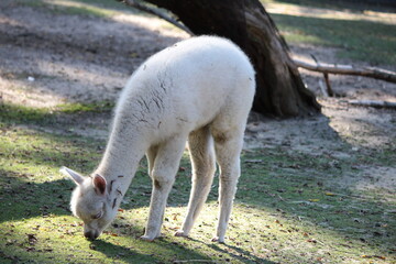 White alpaca eating grass in the paddock