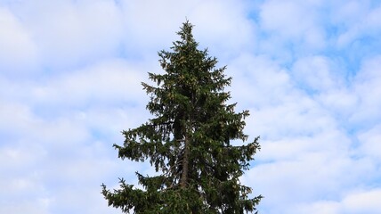 Fototapeta premium Tree