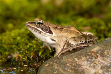 Ein Seefrosch auf einem Stein am Ufer in der Seitenansicht