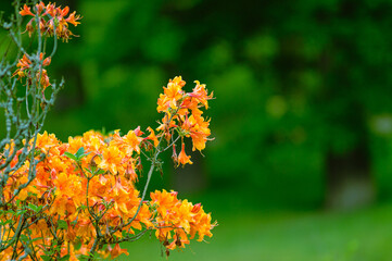 flower, nature, orange, flowers, plant, garden, yellow, blossom, green, summer, spring, bloom, red, marigold, beauty, flora, petal, blooming, beautiful, leaf, natural, floral, tagetes, macro, lantana