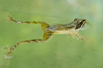 Schwimmender Seefrosch in der Draufsicht