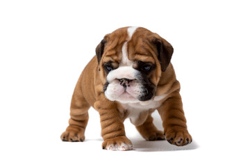 Cute English bulldog puppy standing straight at camera isolated on white background