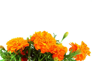marigold flower on plant in white background for nature,agriculture,religious,festival related concept 