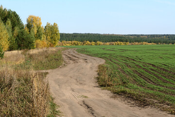 Fototapeta na wymiar a country road goes through the winter crops near the forest. Clear sky. Fall