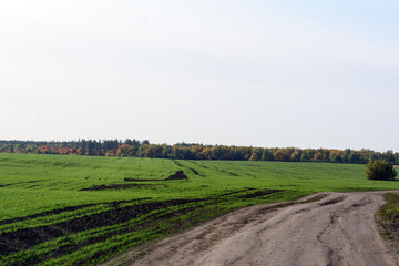 a country road goes through the winter crops near the forest. Clear sky. Fall
