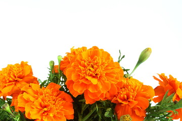 marigold flower on plant in white background for nature,agriculture,religious,festival related concept 