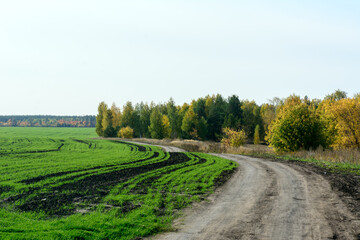 a country road goes through the winter crops near the forest. Clear sky. Fall