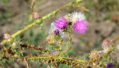 flowering thistle plant illuminated by the sun. Close-up
