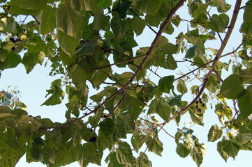 green leaves on a tree