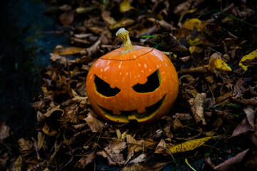 
Pumpkin for the holiday Halloween. the back deciduous background is blurred.