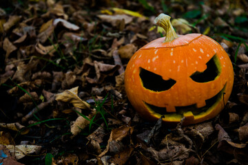 
Pictured is the Halloween pumpkin. The background is deciduous and blurred.