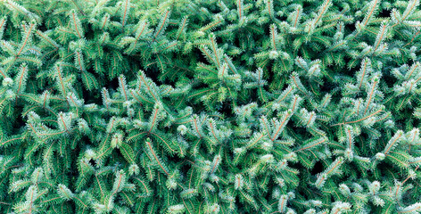 Pattern of coniferous branches. Spruce. Fir-tree banner. Christmas background