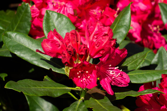 Beautiful red rhododendron flower in the garden.