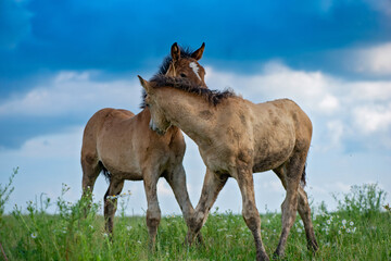 Two foals are hugging on the field, close-up.