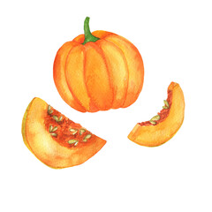 Set of fresh orange pumpkins on white background. Hand drawn watercolor illustration.